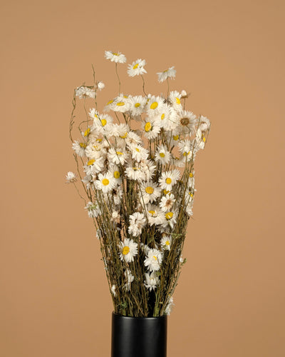 Dried acroclinium white