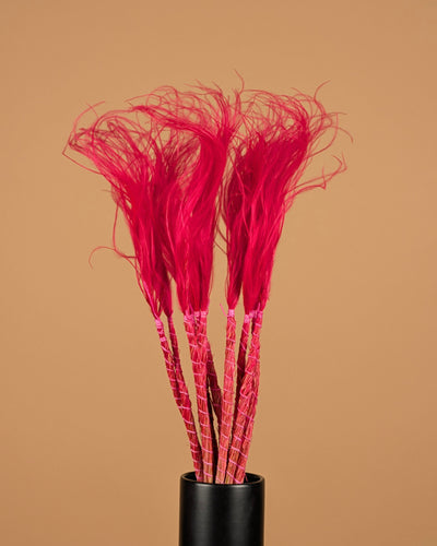 Dried Stypa Penata Cerise