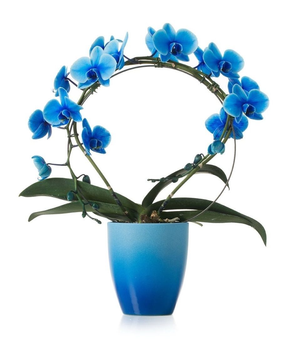 Phalaenopsis orchid blue bow in ceramic change blue