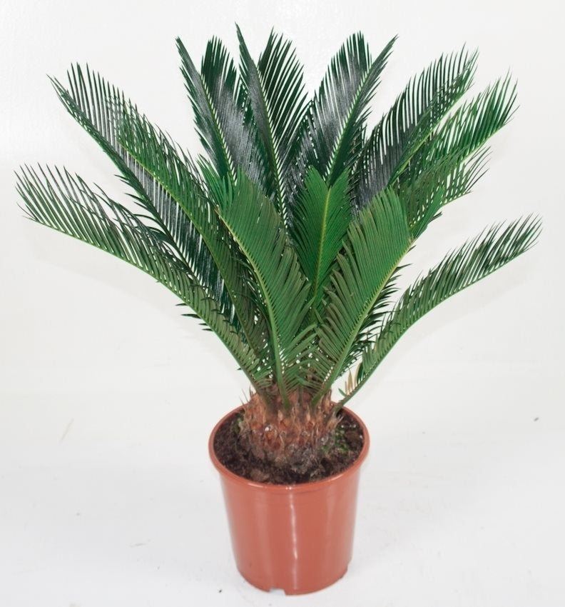 Cycas Revolta in de teeltpot 10-12 veren