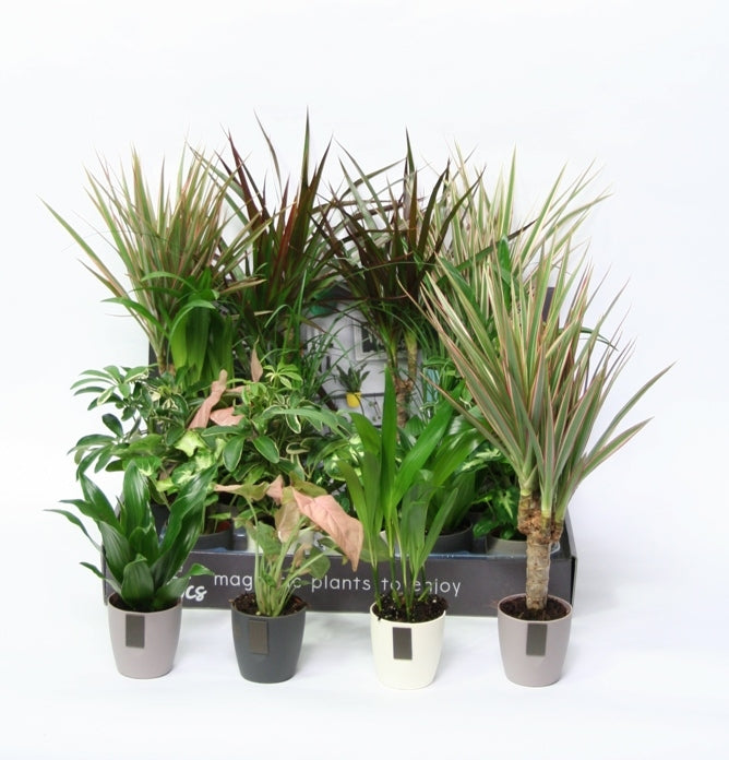 Kleine groene plantjes in magneetpotjes MCnetics grey