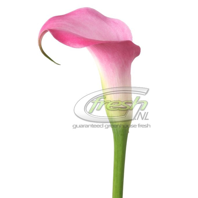 10 calla (Zantedeschia) en différentes couleurs