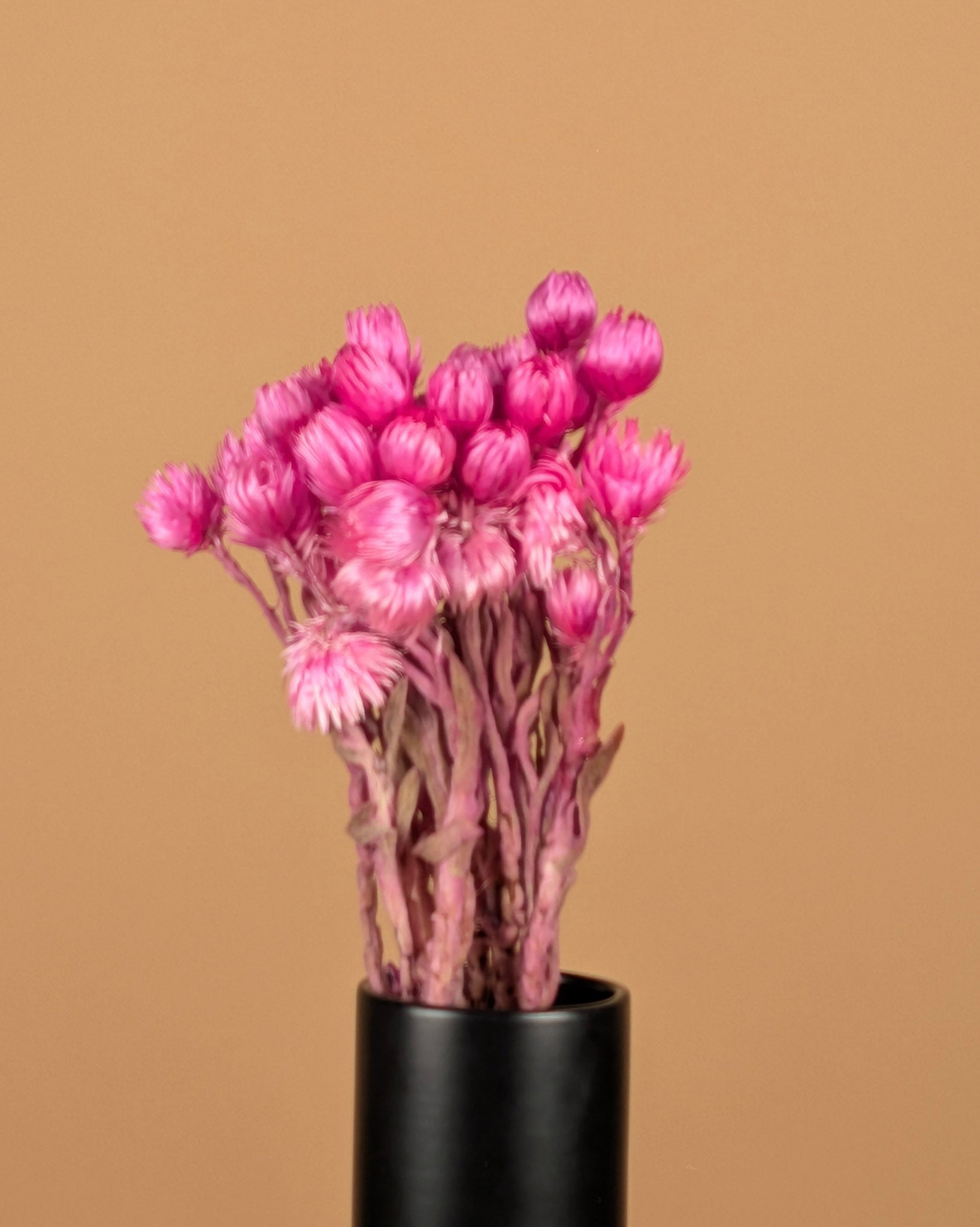Helichrysum vestitum pink