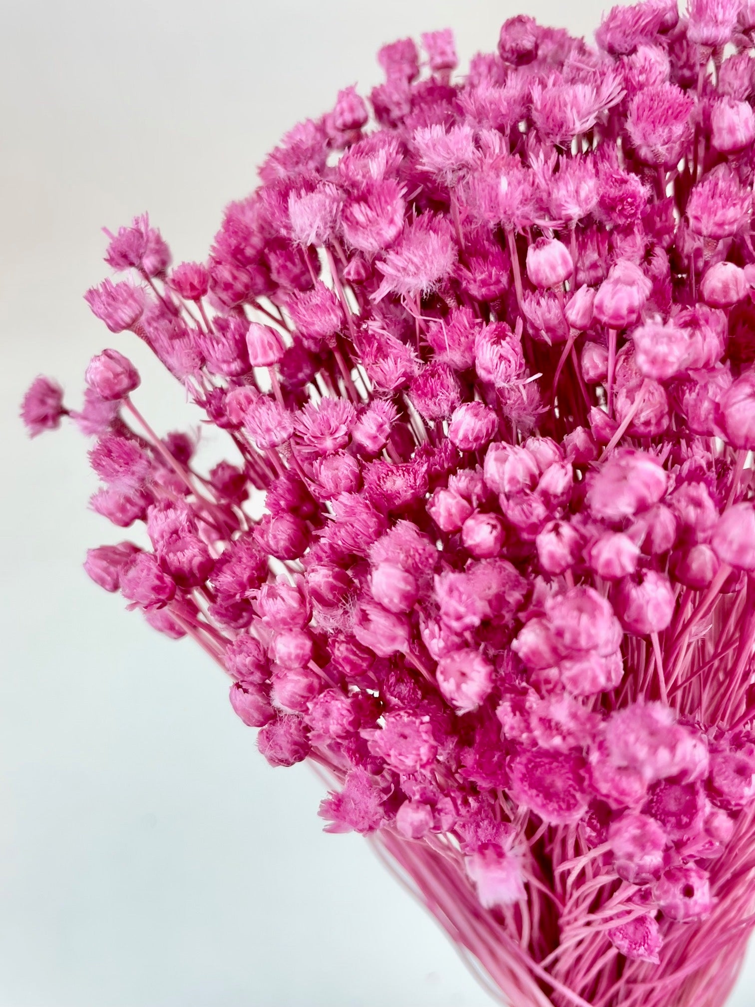 Jazilda Roze Gepreserveerd