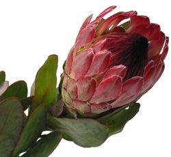 Protea bloemen met steel lang