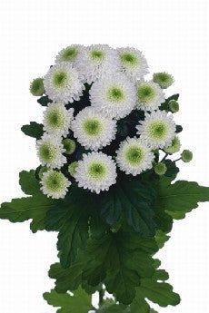 25 Santini Chrysanthemums