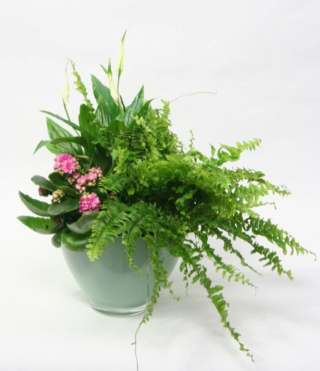 Plantenarrangement in hemlock kleurige glascoupe