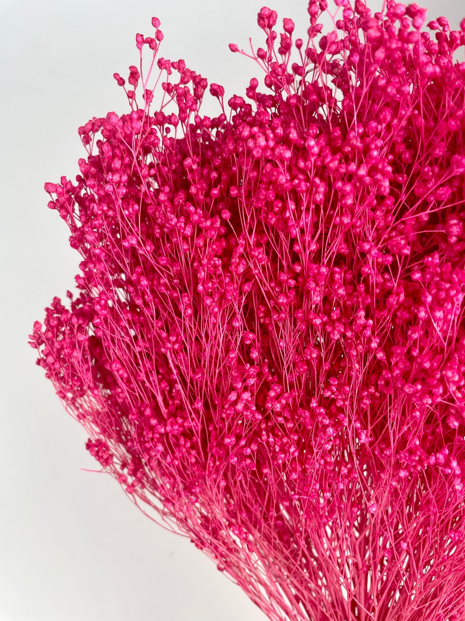 Gedroogde Broom Bloom Cerise