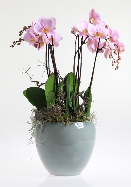 Phalaenopsis arrangement in keramiek Rian ijsblauw