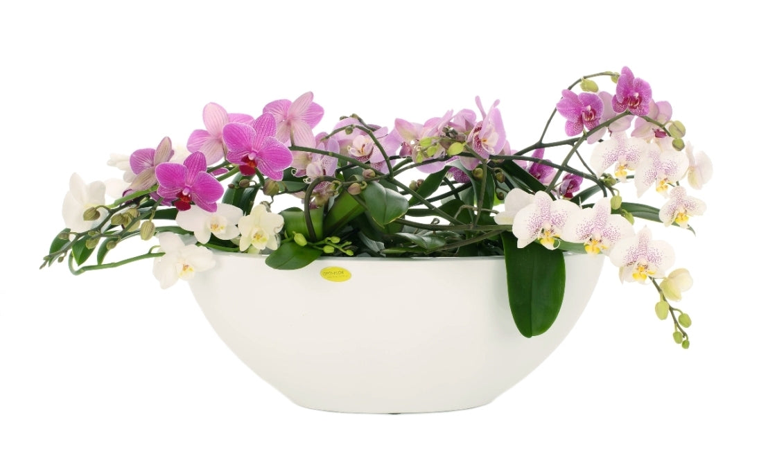 Phalaenopsis artisto mixed in a large white scale