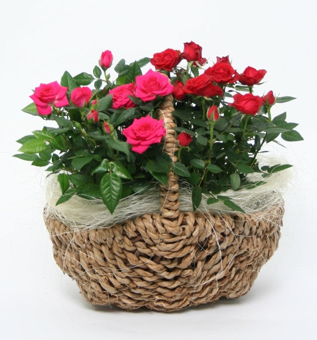 Pot roses in a picnic basket