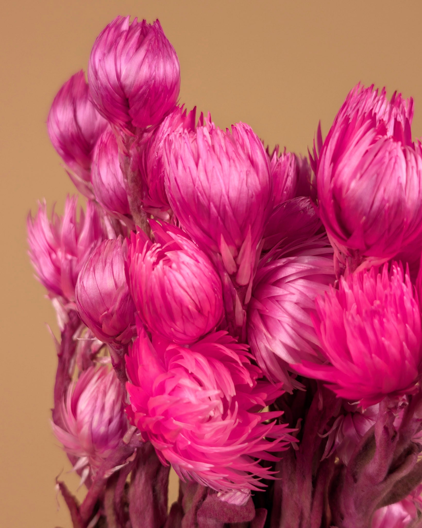 Helichrysum vestitum pink