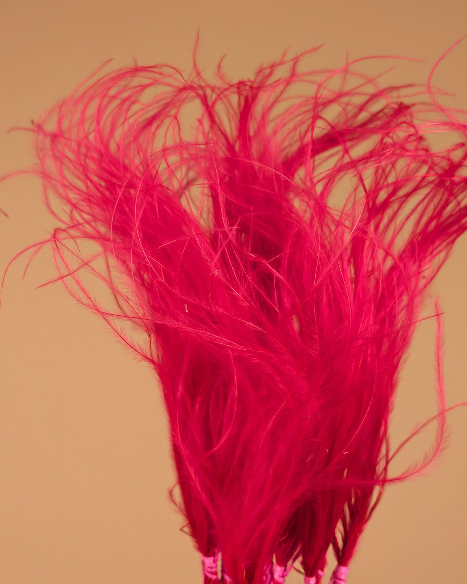 Dried Stypa Penata Cerise