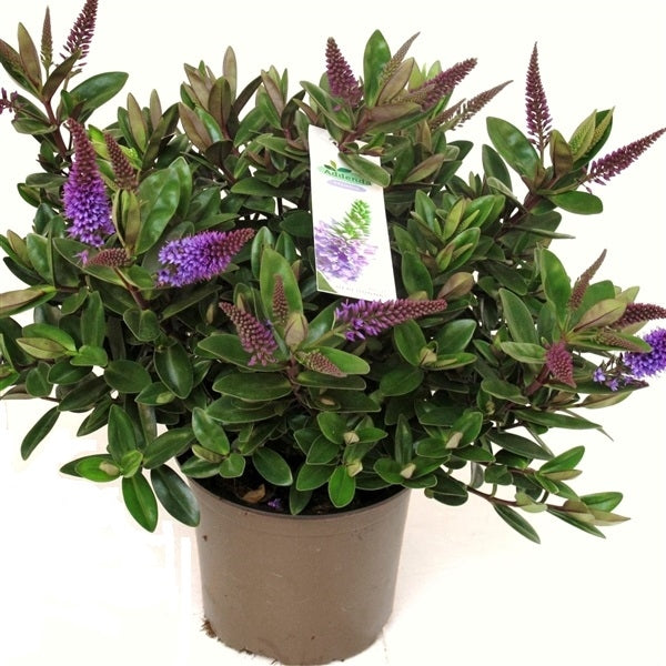 Hebe flowering shrub in the cultivation jar