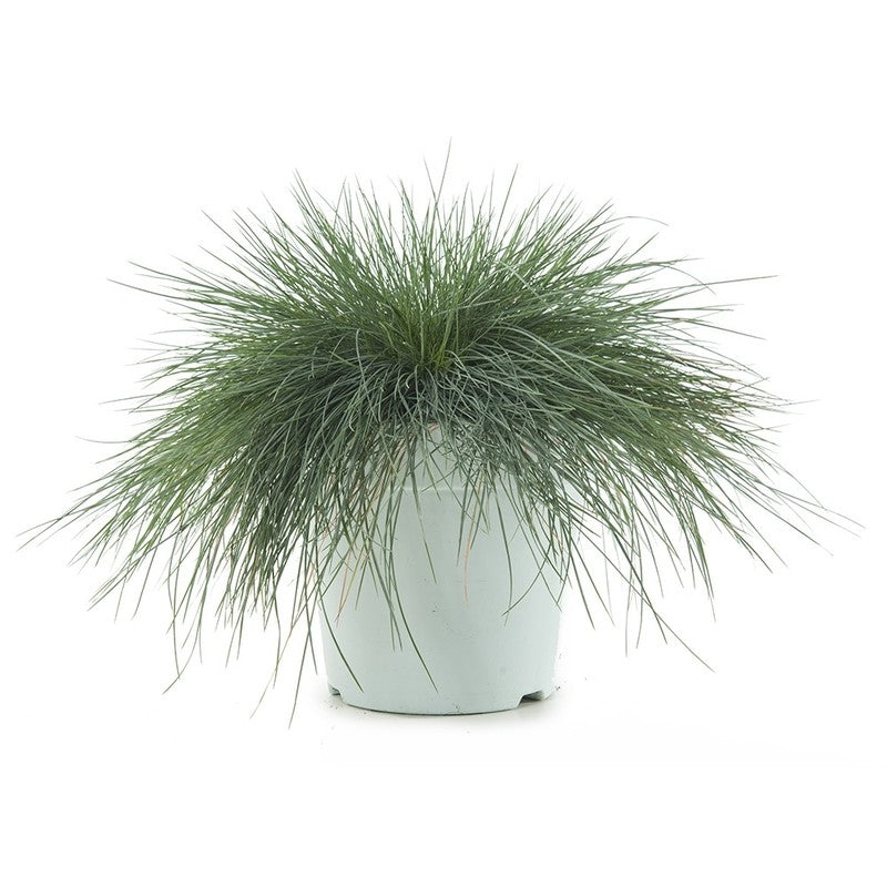 Festuca Glauca (Zwenkgras) in de teeltpot