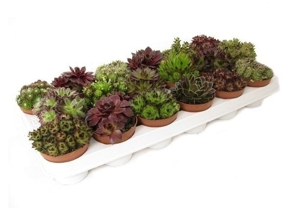 Sempervivum pot 9 cm gemend in een veiling tray