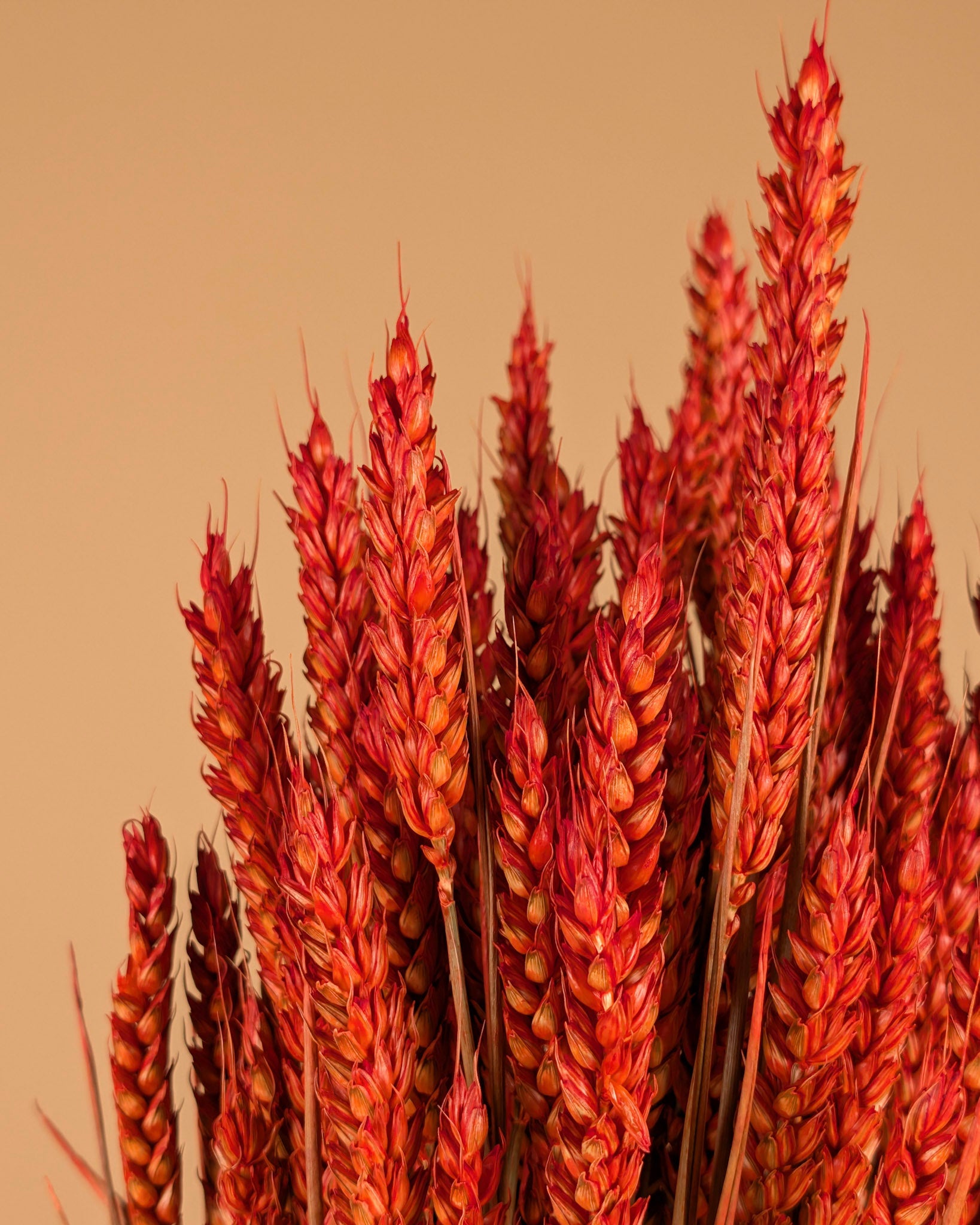 Dried Wheat Dark Orange (Triticum)