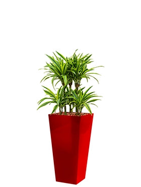 Dracaena Lemon Lime in een kunststof plantenbak Runner