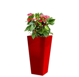 Anthurium Sierra in a plastic planter runner