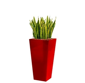 Sansevieria Laurentii in een kunststof plantenbak Runner