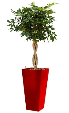 Schefflera Arboricola in een kunststof plantenbak Runner