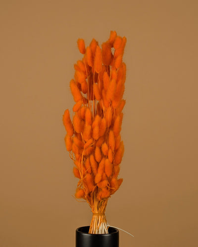 Dried Lagurus Ovatus Oranje