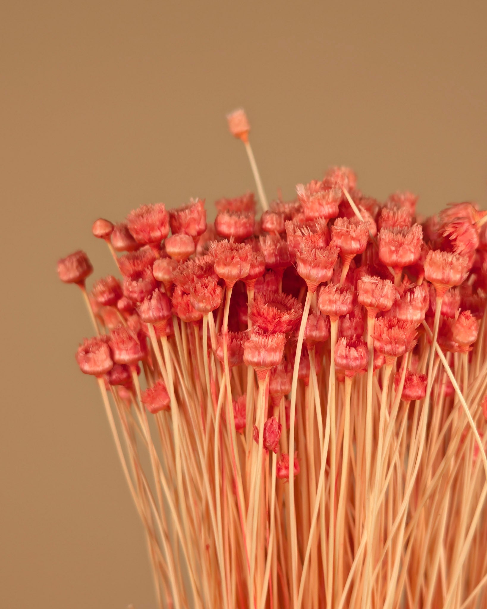 Dried Cardoon Distel Oranje Painted