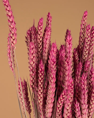 Dried Wheat Dark Pink (Triticum)