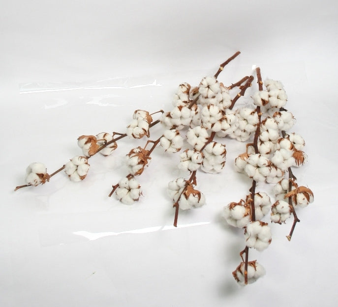 Cotton branches (Gossypium) with 13 balls extra long