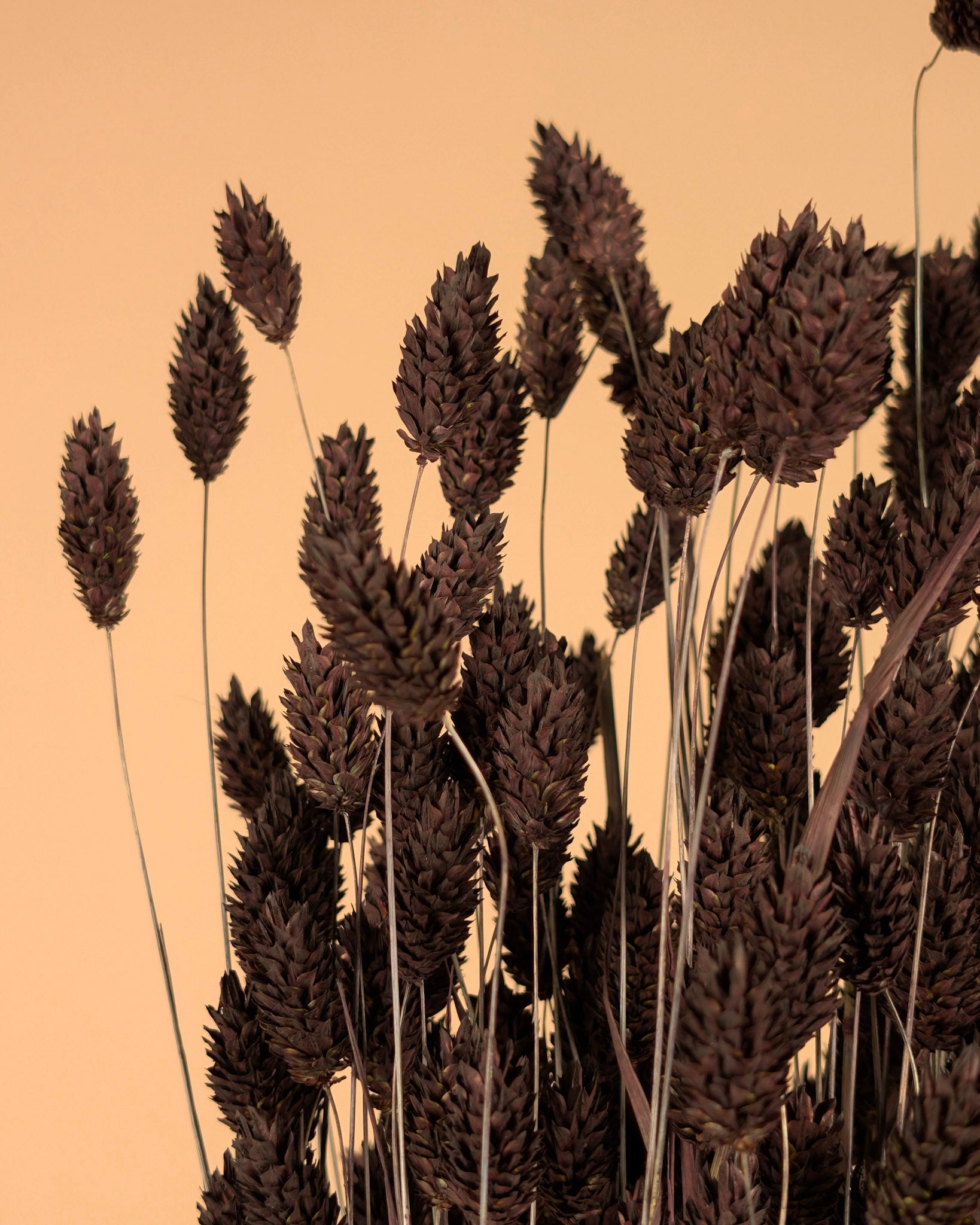 Gedroogde phalaris – donker bruin