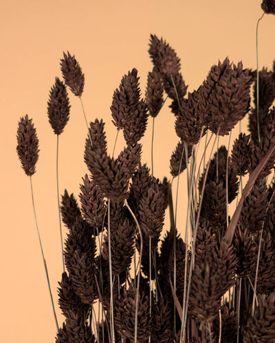 Getrocknete Phalaris dunkelbraun