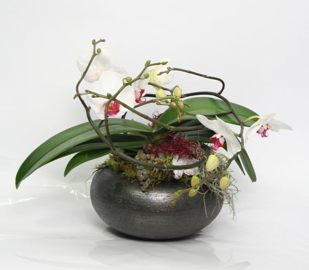 Phalaenopsis Artisto wit arrangement in een ronde schaal