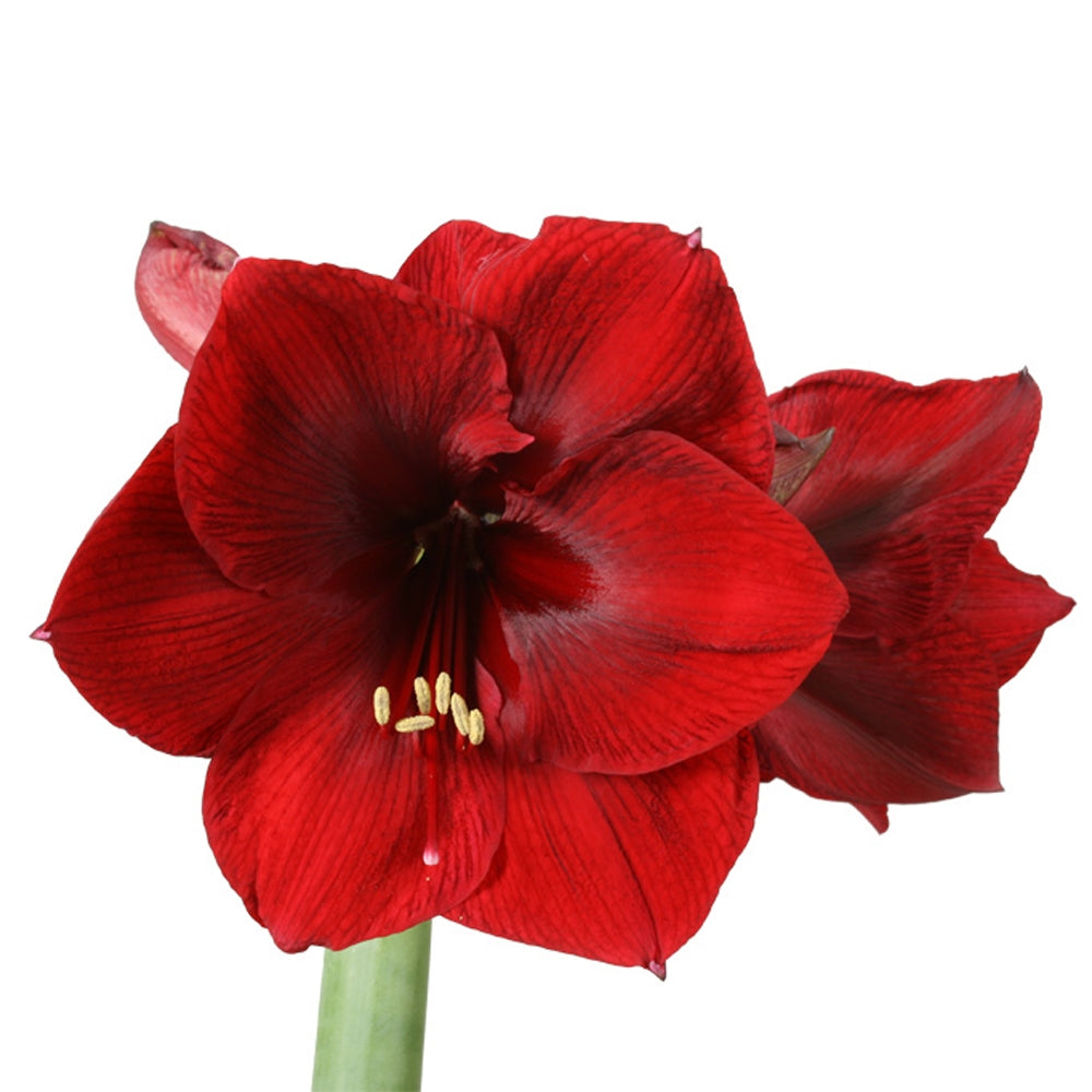 12 amaryllis stealing in various colors