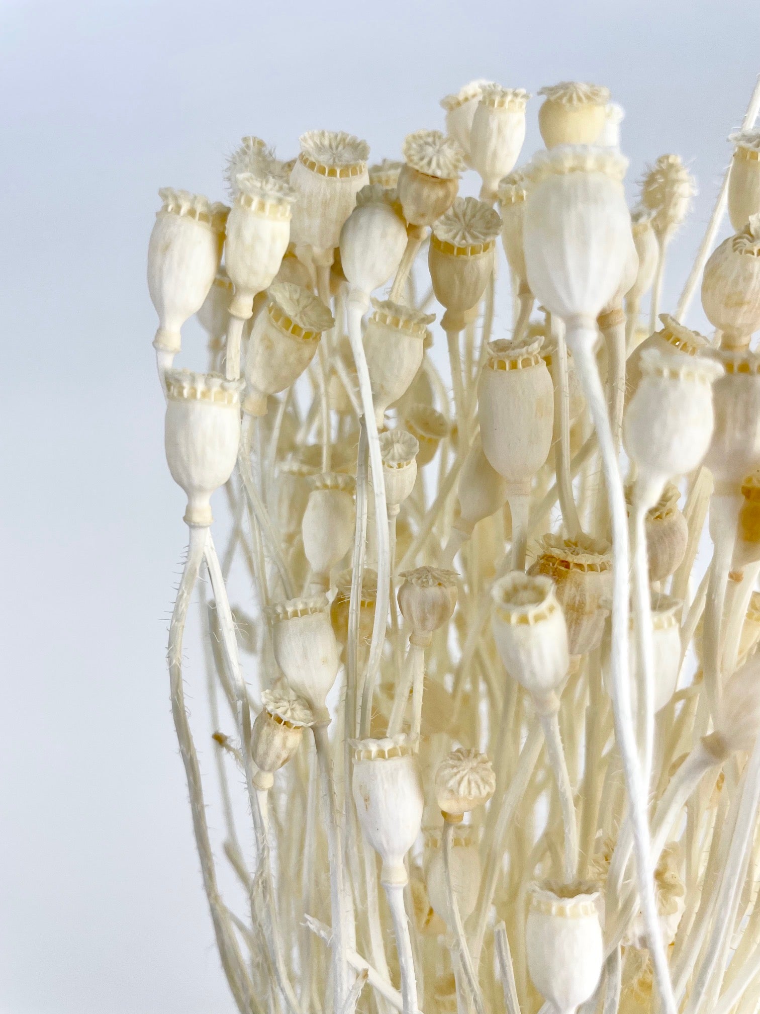 Dried poppy mini bleached
