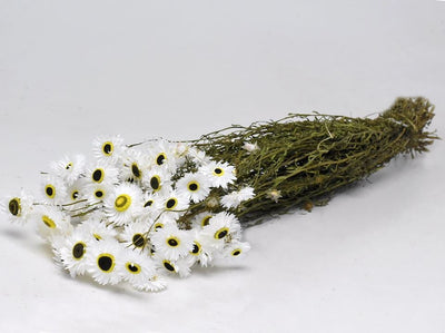 Dried acroclinium white