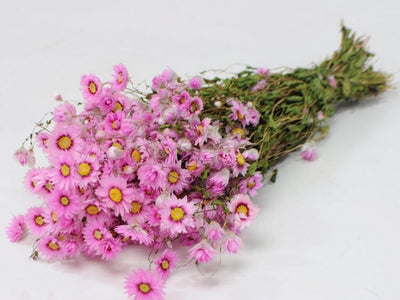 Dried Rhodanthe Pink