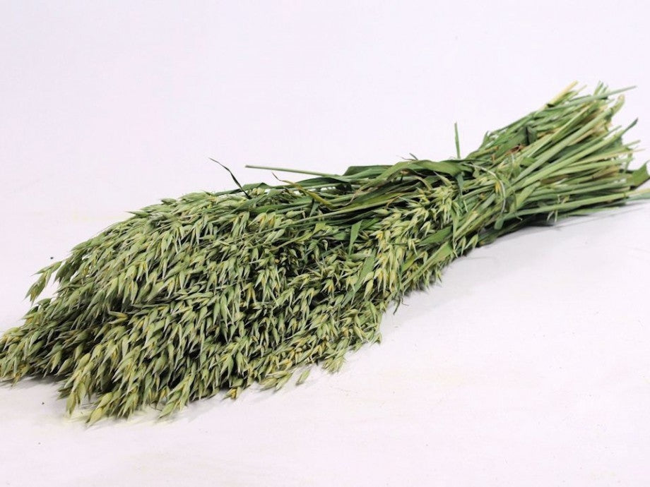 Dried oats (Avena)