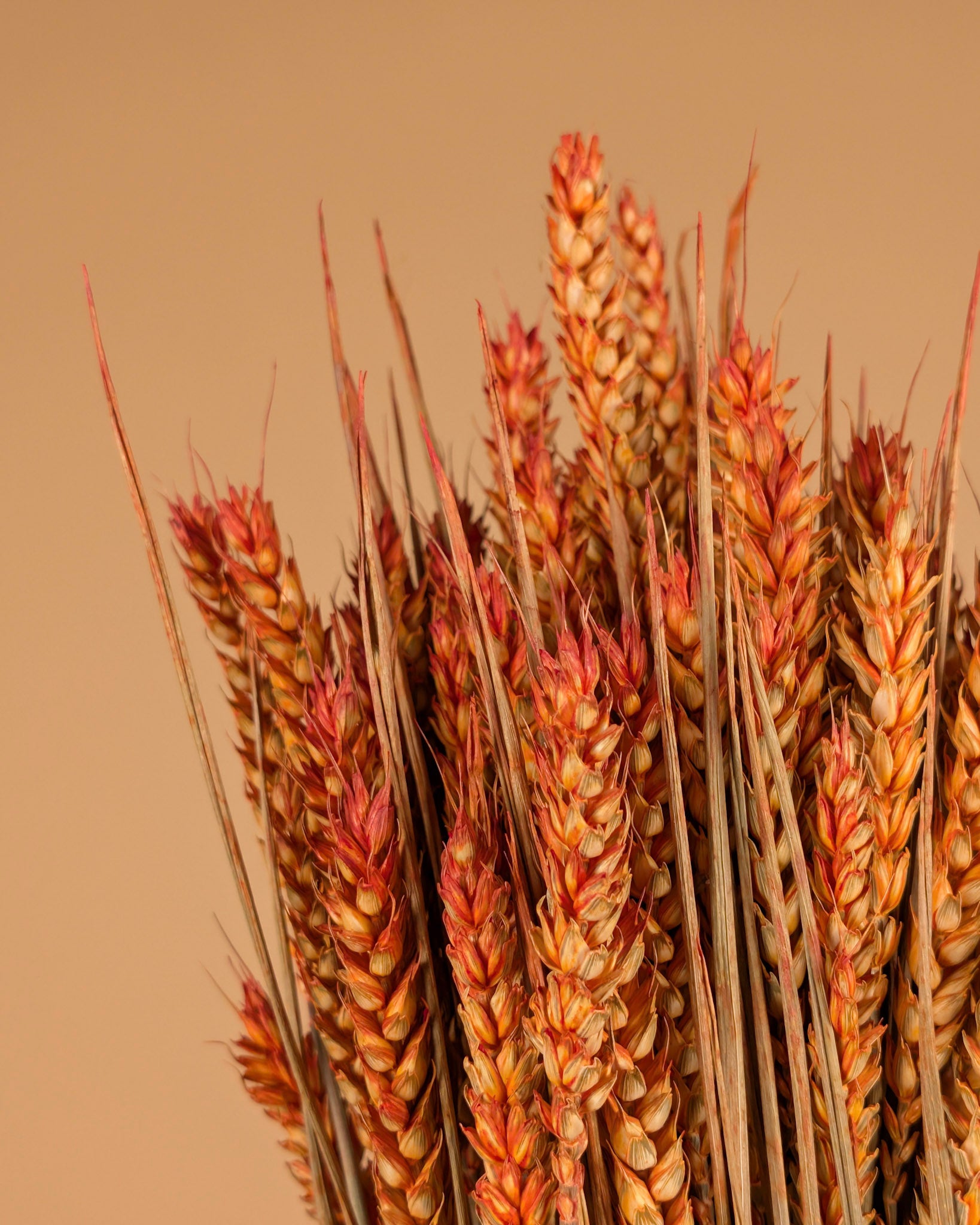 Dried wheat orange