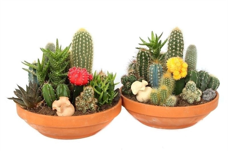 Planted cactus scale