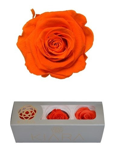 Geconserveerde Orange Flame Rozen in een cadeaubox