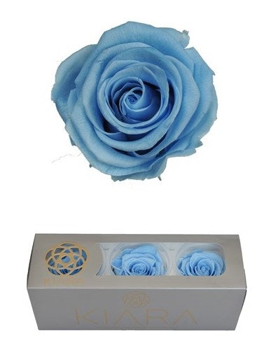 Geconserveerde Baby Blue Rozen in een cadeaubox