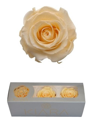 Geconserveerde Champagne Rozen in een cadeaubox