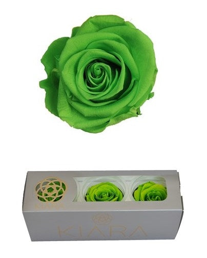 Geconserveerde Green Glow Rozen in een cadeaubox