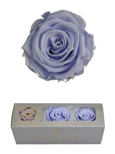 Geconserveerde Lavender Rozen in een cadeaubox