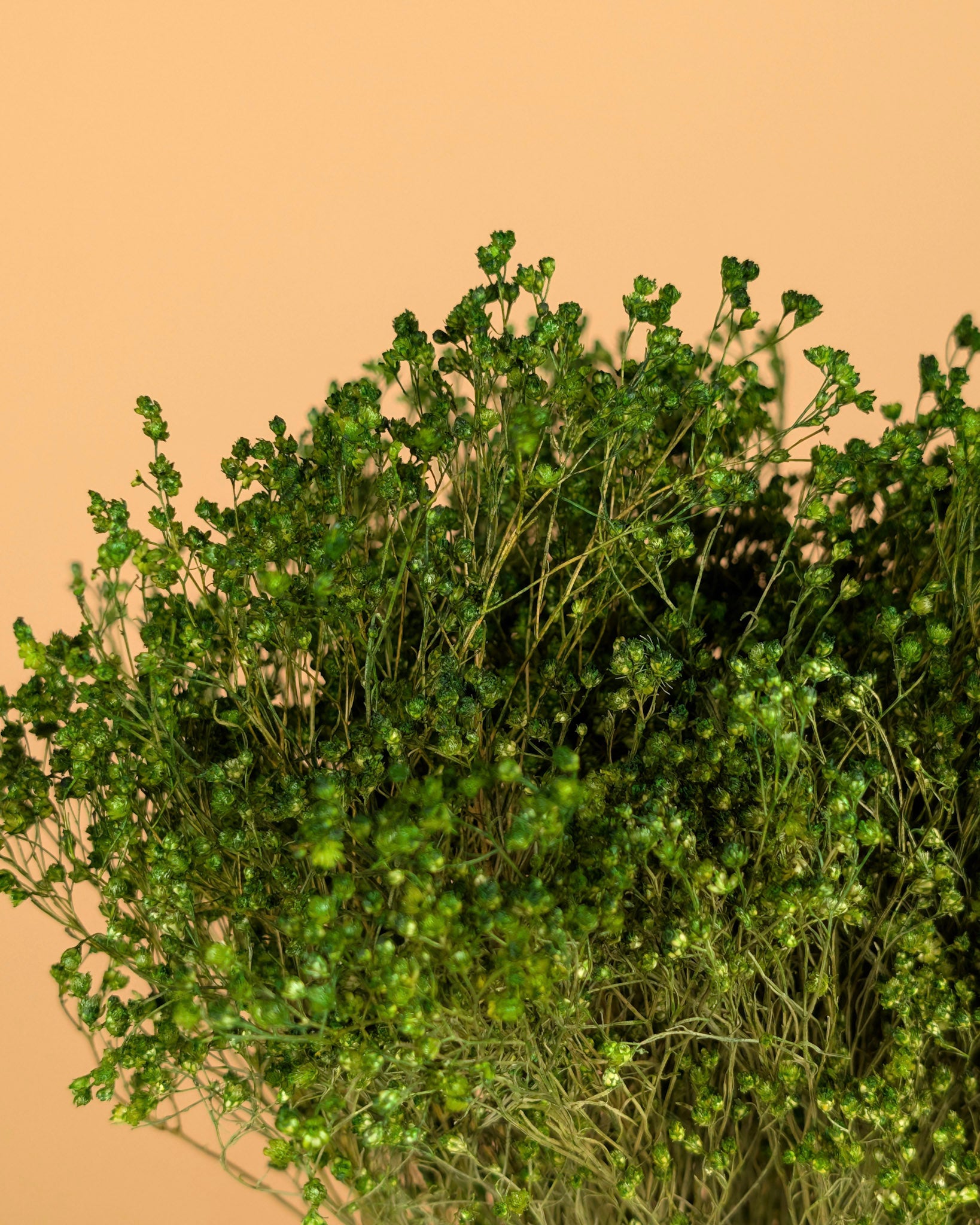 Dried Broom Bloom Green