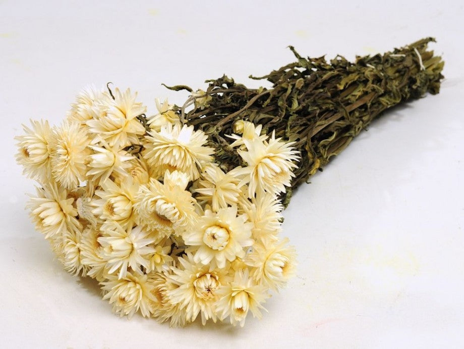 Gedroogde Helichrysum wit