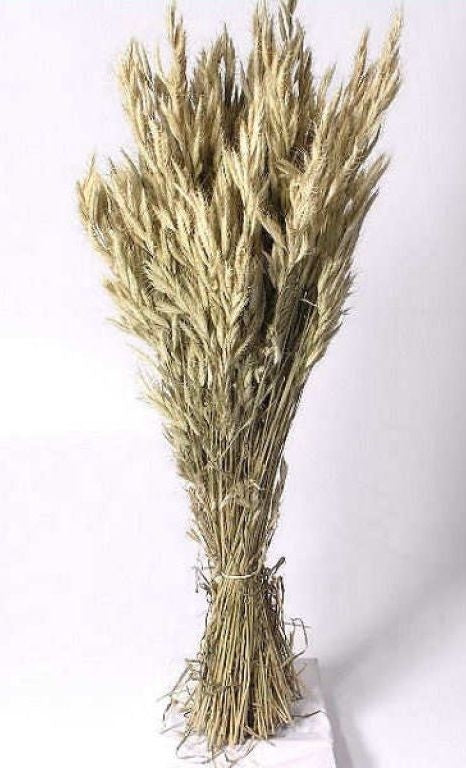 Dried Bromus natural