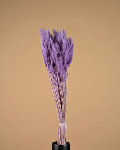 Dried Lagurus Ovatus Violet