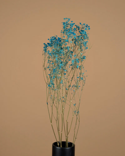 Gipspraid (Gypsophilie) Aqua Blau getrocknet