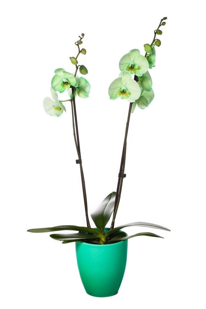 Phalaenopsis Orchidee gekleurd 2 takken in keramiek Change